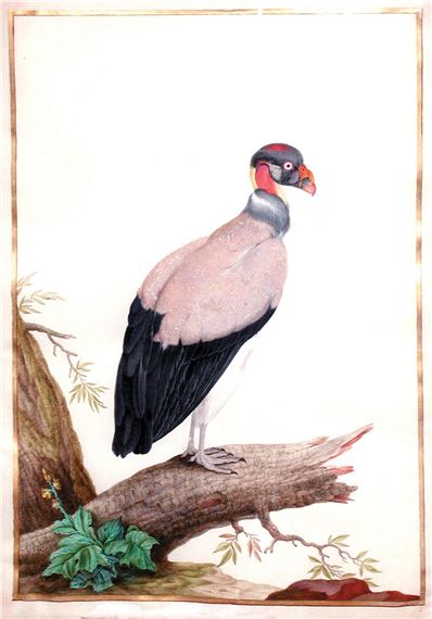 King Vulture by Nicolas Robert, ca, 1675