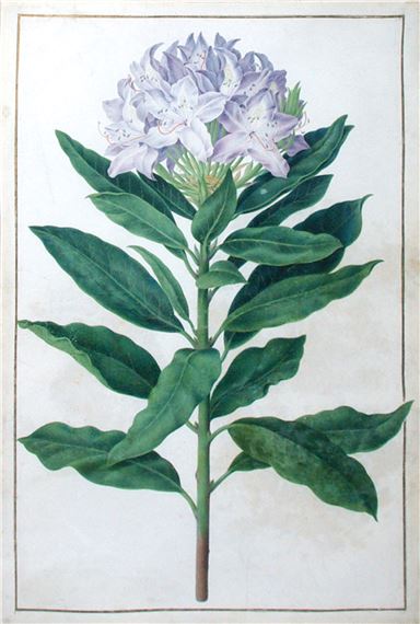 Purple Rhododendron by Nicolas Robert, ca. 1670