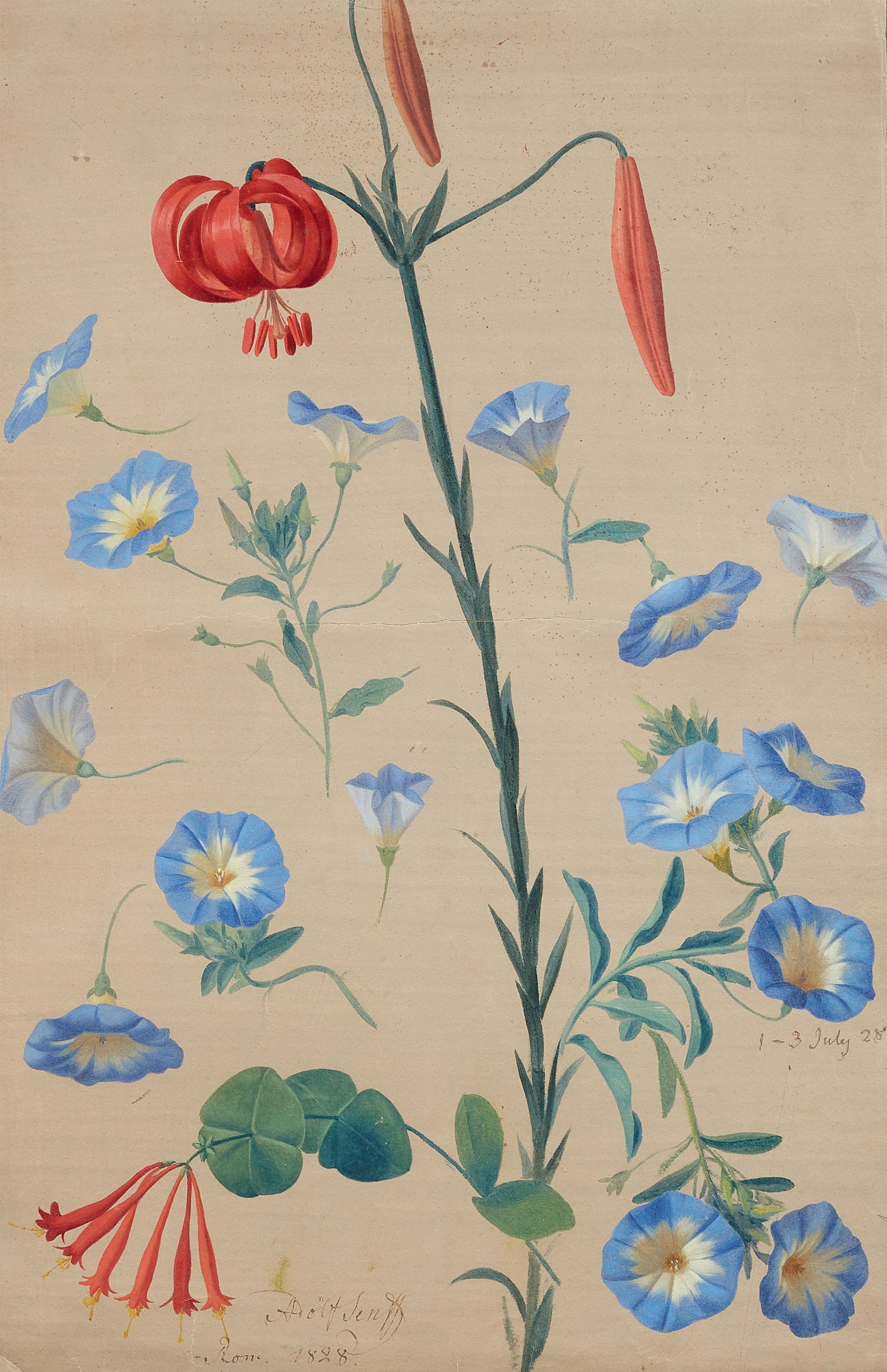 Artwork by Carl Adolf Senff, Turk's Cap Lily, Bindweed and Honeysuckle, Made of Watercolour