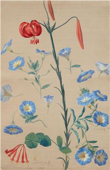 Turk's Cap Lily, Bindweed and Honeysuckle