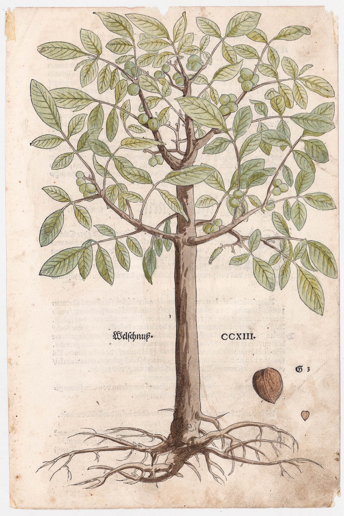 Artwork by Leonhart Fuchs, Hand-Colored Botanical Prints, Made of Woodcut