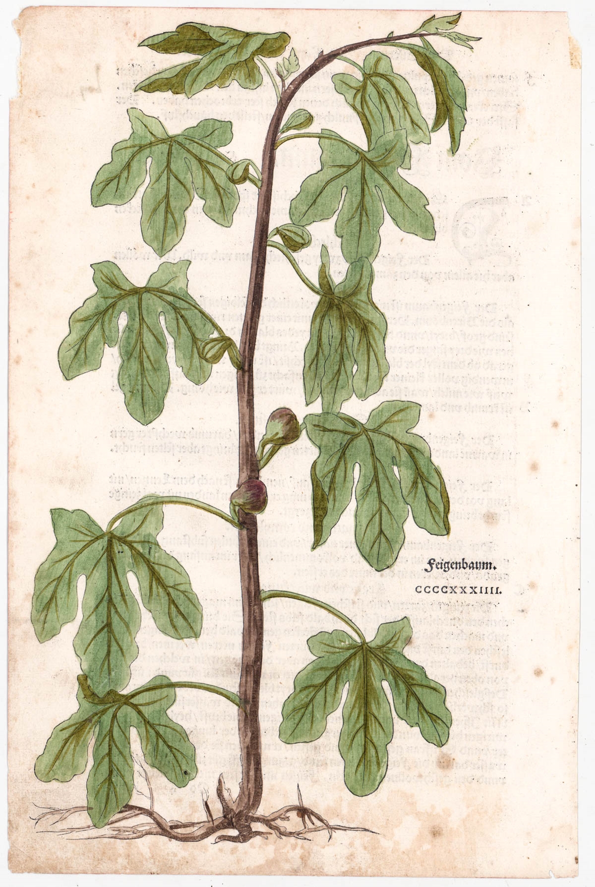 Artwork by Leonhart Fuchs, Hand-Colored Botanical Prints, Made of Woodcut