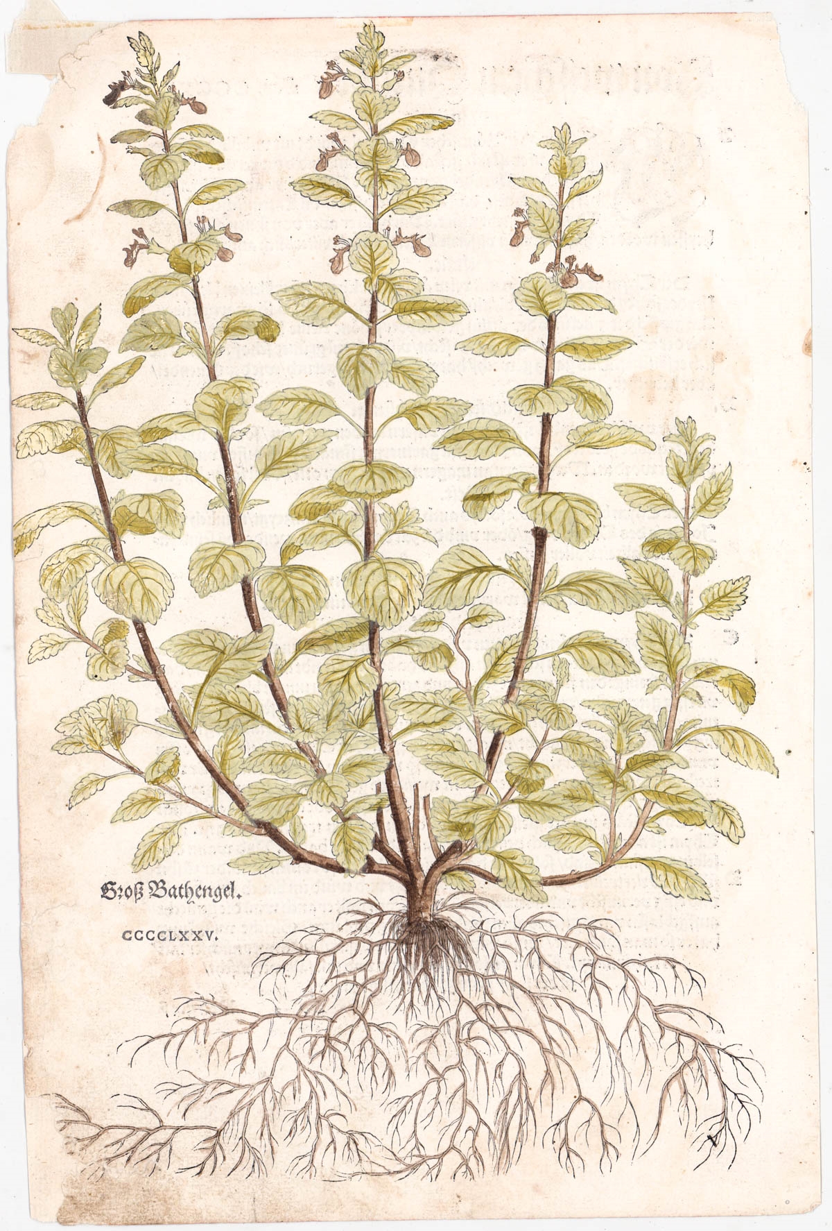 Artwork by Leonhart Fuchs, Hand-Colored Botanical Prints, Made of Woodcut