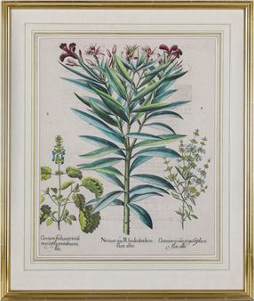 Nerium seu Rhododendron - Basilius Besler