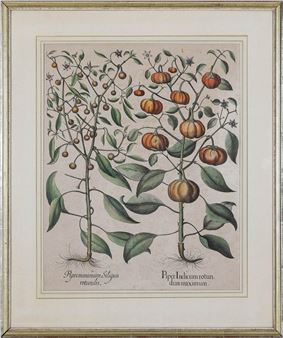 Piperminimum Siliquis rotundis