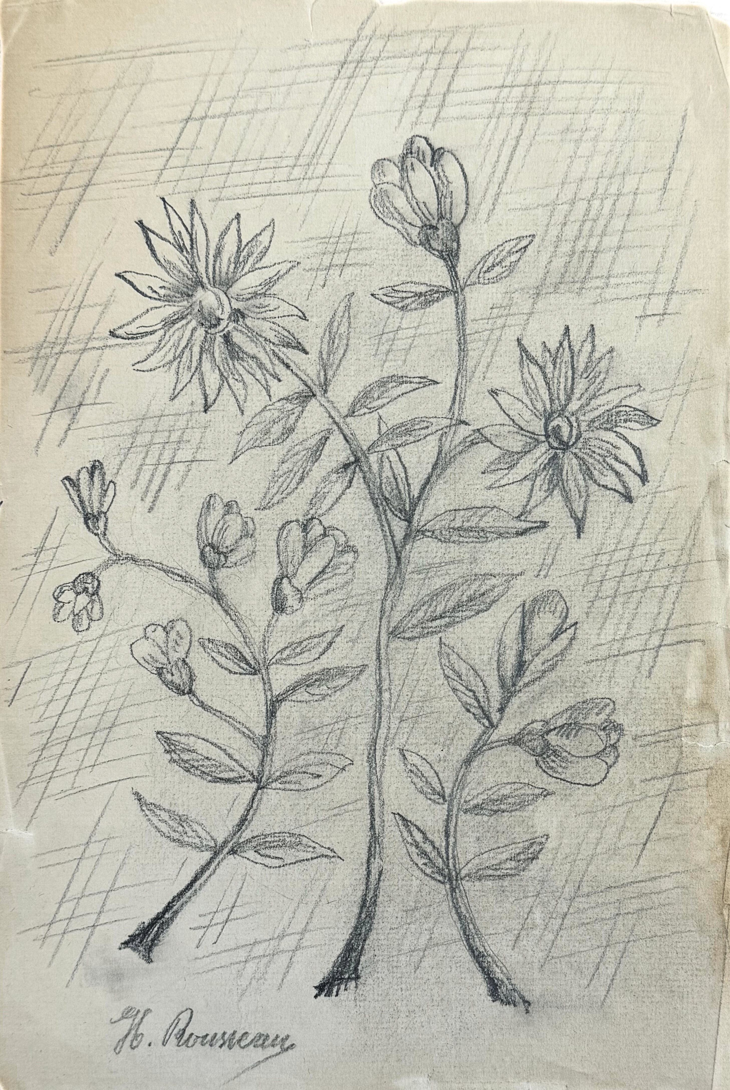 Artwork by Henri Rousseau, Flowers, Made of Pencil On Paper
