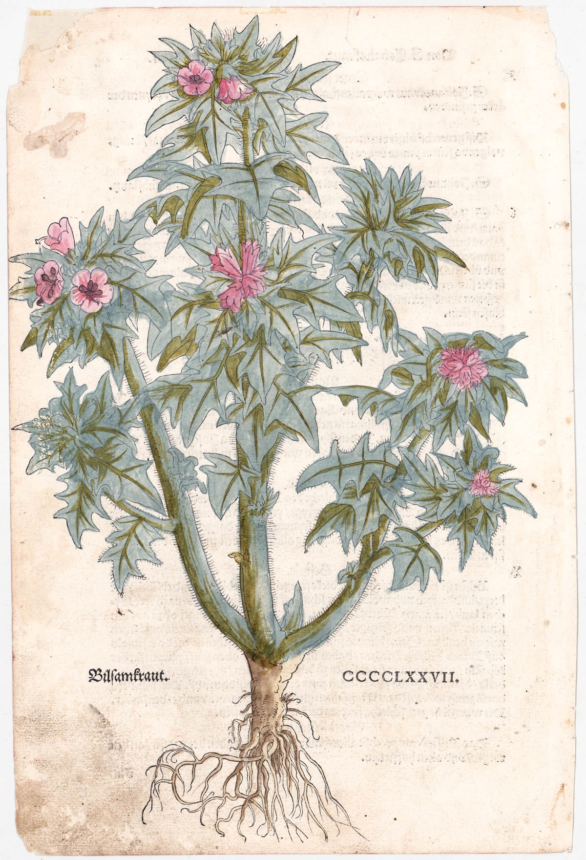 Artwork by Leonhart Fuchs, Hand-Colored Botanical Prints, Made of Woodcut