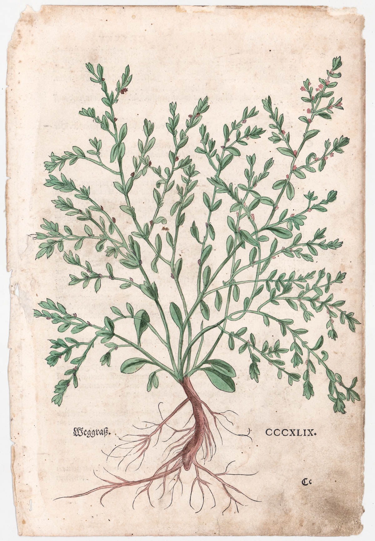 Artwork by Leonhart Fuchs, Hand-Colored Botanical Prints, Made of Woodcut