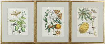 Tabrouba, Citronier und Papay