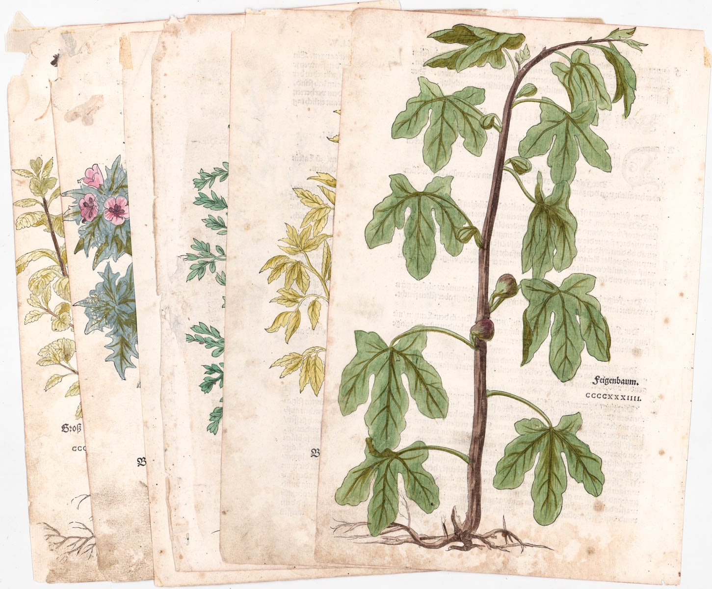 Artwork by Leonhart Fuchs, Hand-Colored Botanical Prints, Made of Woodcut
