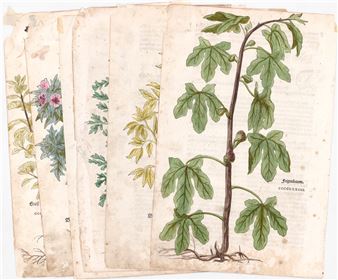 Hand-Colored Botanical Prints