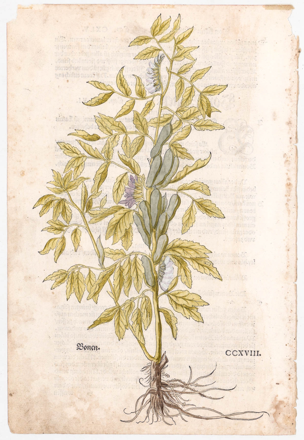 Artwork by Leonhart Fuchs, Hand-Colored Botanical Prints, Made of Woodcut