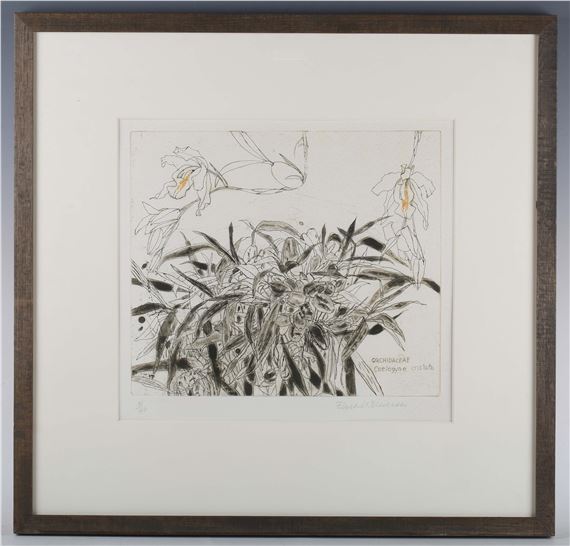 Orchidaceae Coelogyne cristato - Elizabeth Blackadder