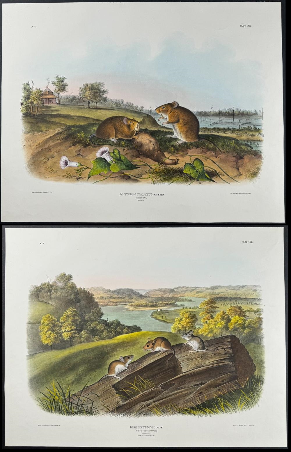 John James Audubon | Pair of Lithographs of Rat & Mouse (1845 - 1851 ...