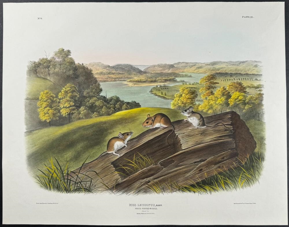 John James Audubon | Pair of Lithographs of Rat & Mouse (1845 - 1851 ...