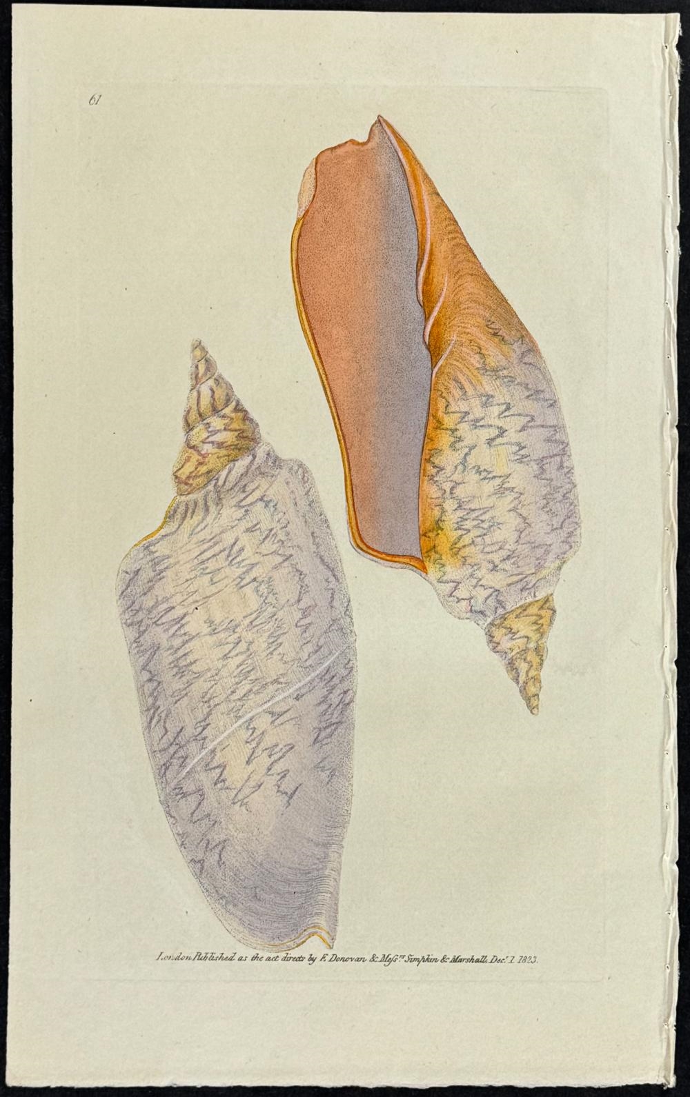 Edward Donovan | Pair of Volute Shell Engravings (1822 - 1827) | MutualArt