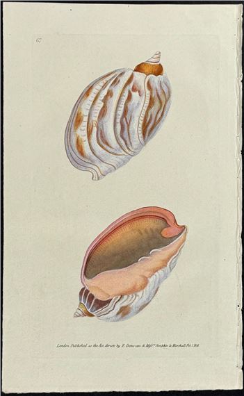 Edward Donovan | Pair of Volute Shell Engravings (1822 - 1827) | MutualArt