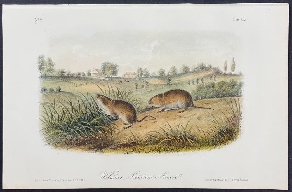 John James Audubon | 5 Mice or Rat Lithographs (1854) | MutualArt