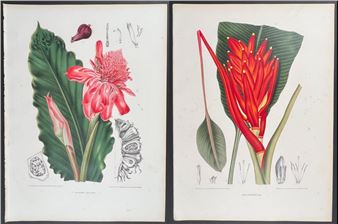 Fleurs, fruits et feuillages choisis de la flore et de la pomone de l' Ile de Java peints d'aprÃ¨s nature - Berthe Holla van Nooten