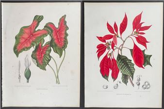 Fleurs, fruits et feuillages choisis de la flore et de la pomone de l' Ile de Java peints d'aprÃ¨s nature - Berthe Holla van Nooten