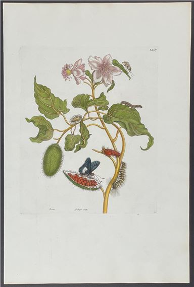 Butterfly Metamorphosis by Maria Sibylla Merian, 1771