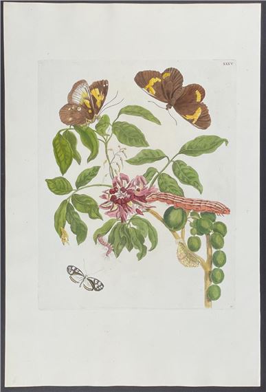 Butterfly Metamorphosis by Maria Sibylla Merian, 1771