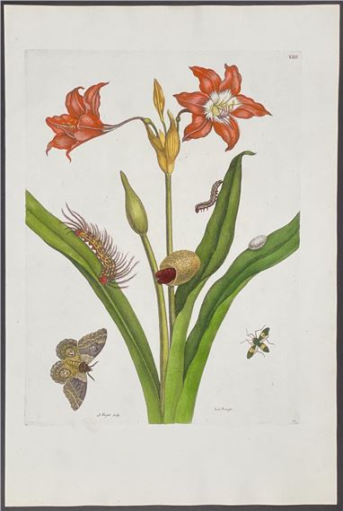 Lily & Moth Metamorphosis