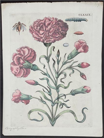 Carnation & Insect