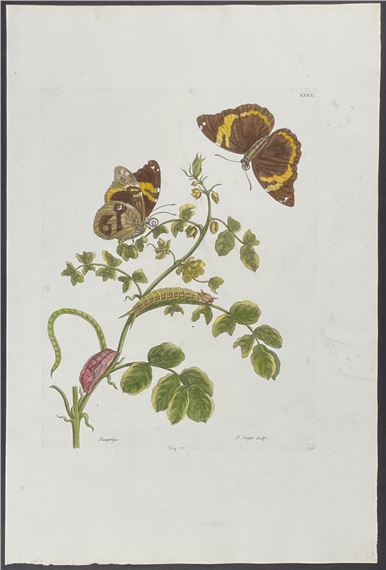 Butterfly Metamorphosis by Maria Sibylla Merian, 1771