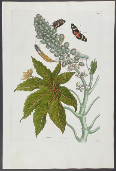 Butterfly Metamorphosis by Maria Sibylla Merian, 1771