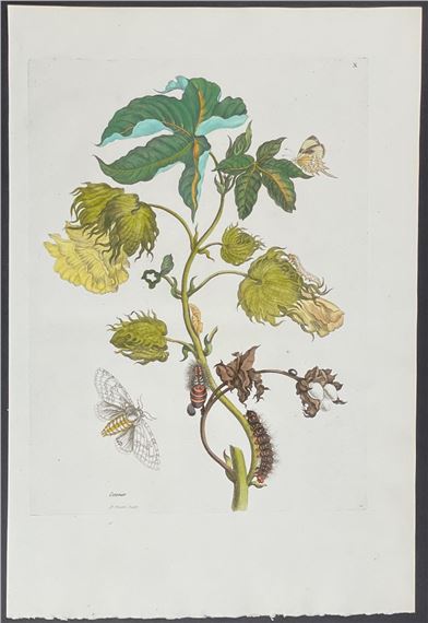 Butterfly Metamorphosis by Maria Sibylla Merian, 1771