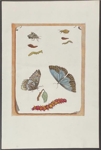 Butterfly Metamorphosis by Maria Sibylla Merian, 1771