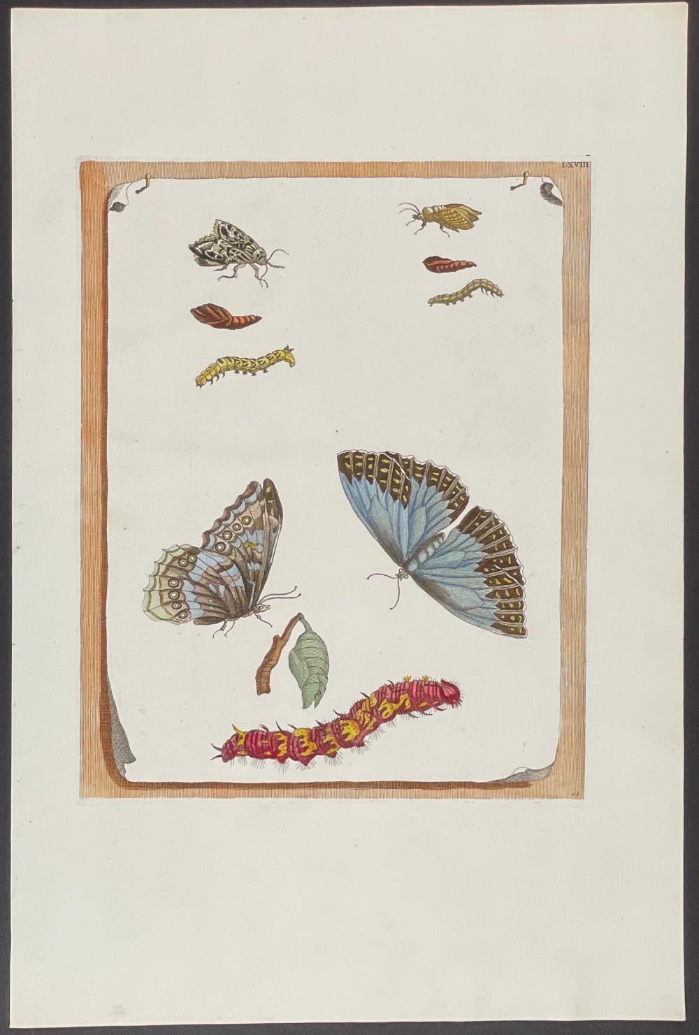 Artwork by Maria Sibylla Merian, Butterfly Metamorphosis, Made of Hand-Colored Engraving