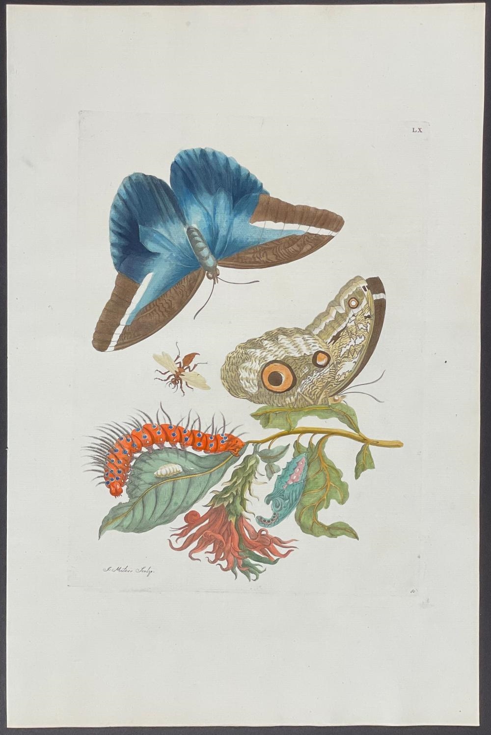 Artwork by Maria Sibylla Merian, Butterfly Metamorphosis, Made of Hand-Colored Engraving