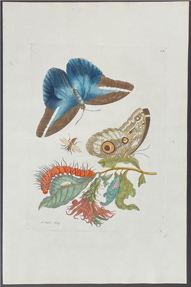 Butterfly Metamorphosis by Maria Sibylla Merian, 1771