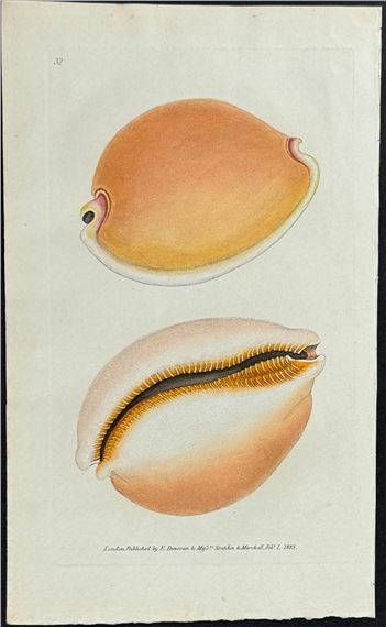Edward Donovan | Orange Cowry Shell (1822 - 1827) | MutualArt