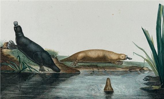 Platypus by François Péron, 1807-1816