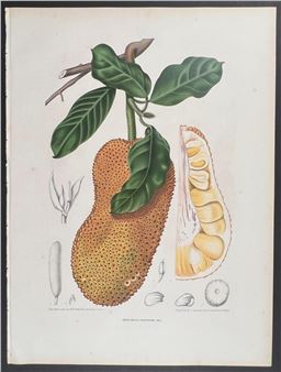 Cempedak or Jackfruit; Artocarpus Polyphema - Berthe Holla van Nooten
