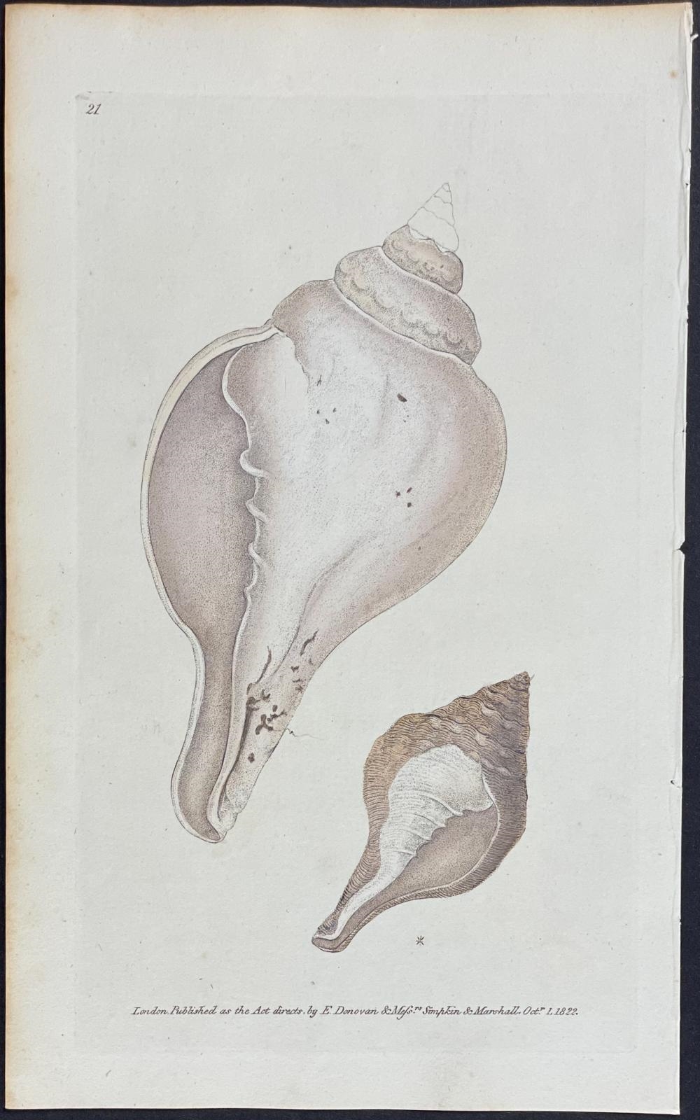 Edward Donovan | Pair of Shell Engravings (1822 - 1827) | MutualArt