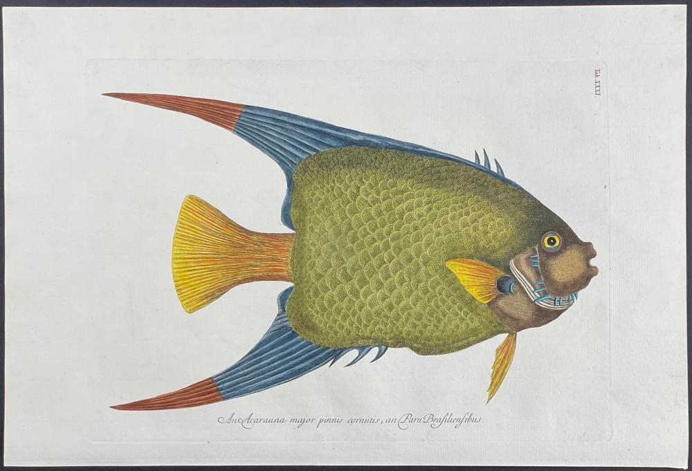 Mark Catesby | Angel Fish (1777) | MutualArt