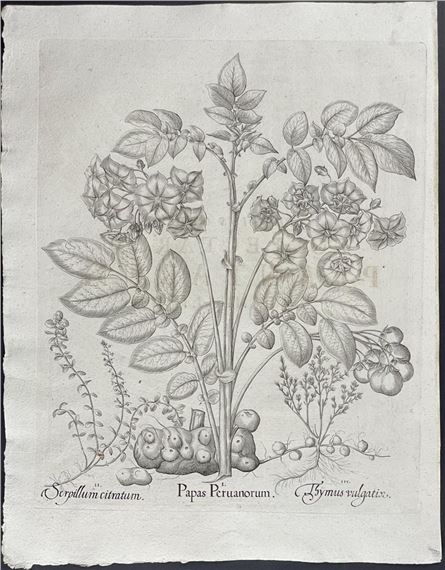 Potato, Thyme by Basilius Besler, 1713