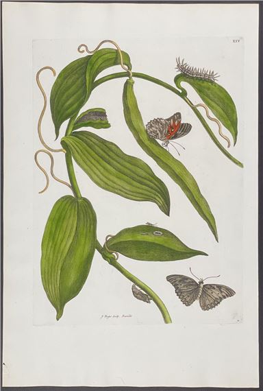 Butterfly Metamorphosis by Maria Sibylla Merian, 1771
