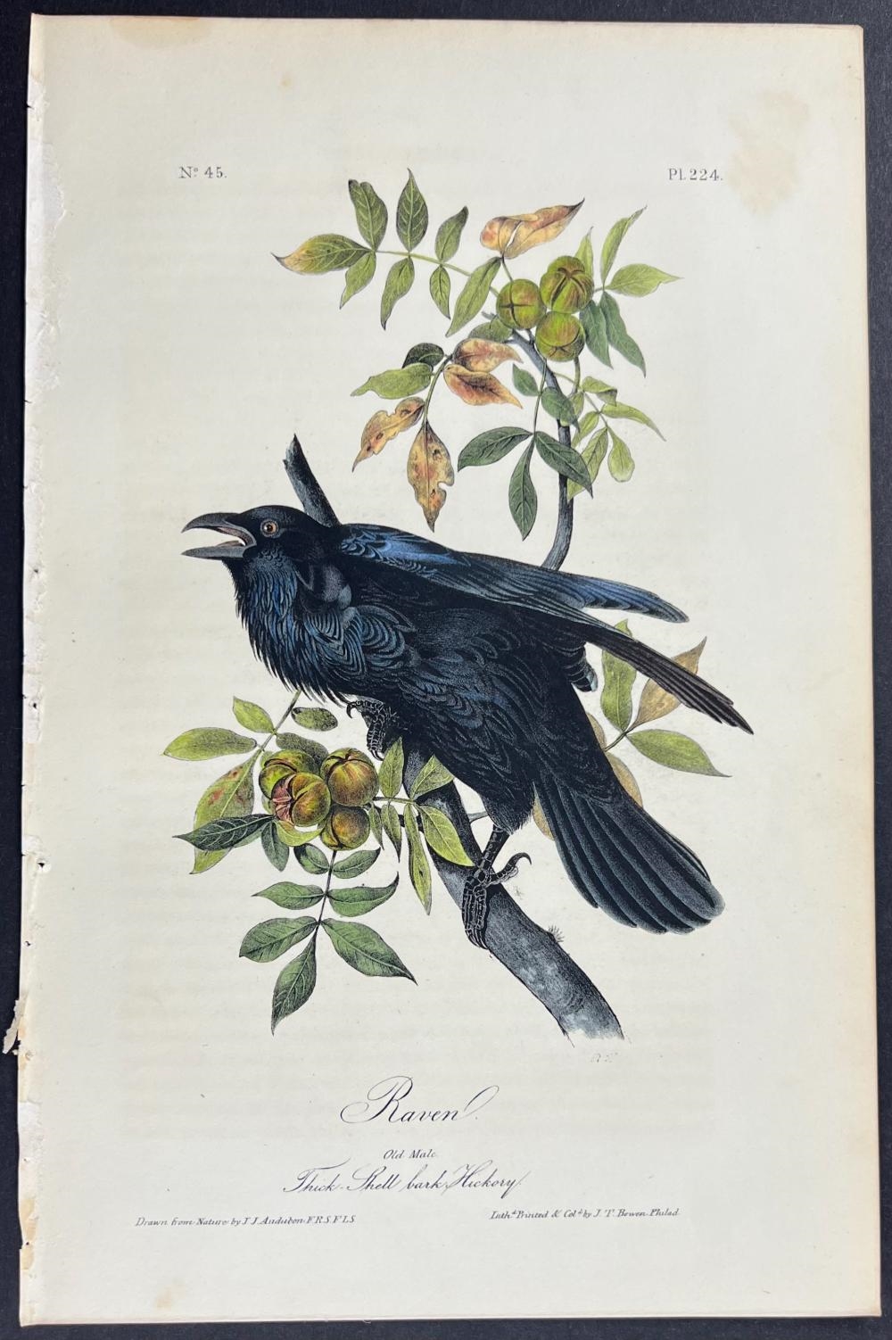 John James Audubon | Raven (1840 - 1844) | MutualArt