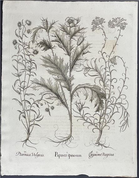 Poppy, Ptarmica, Chrysocome by Basilius Besler, 1713
