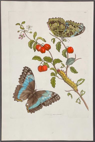Butterfly Metamorphosis by Maria Sibylla Merian, 1771