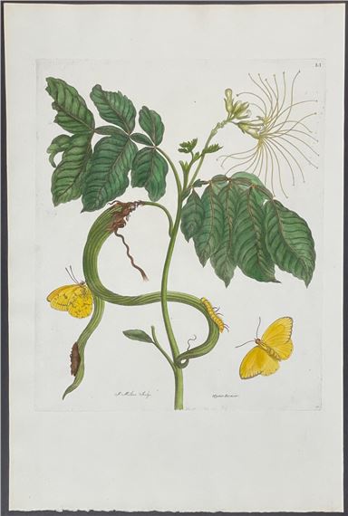 Butterfly Metamorphosis by Maria Sibylla Merian, 1771