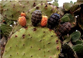 Printed Matter - Fann A Porter, Amman