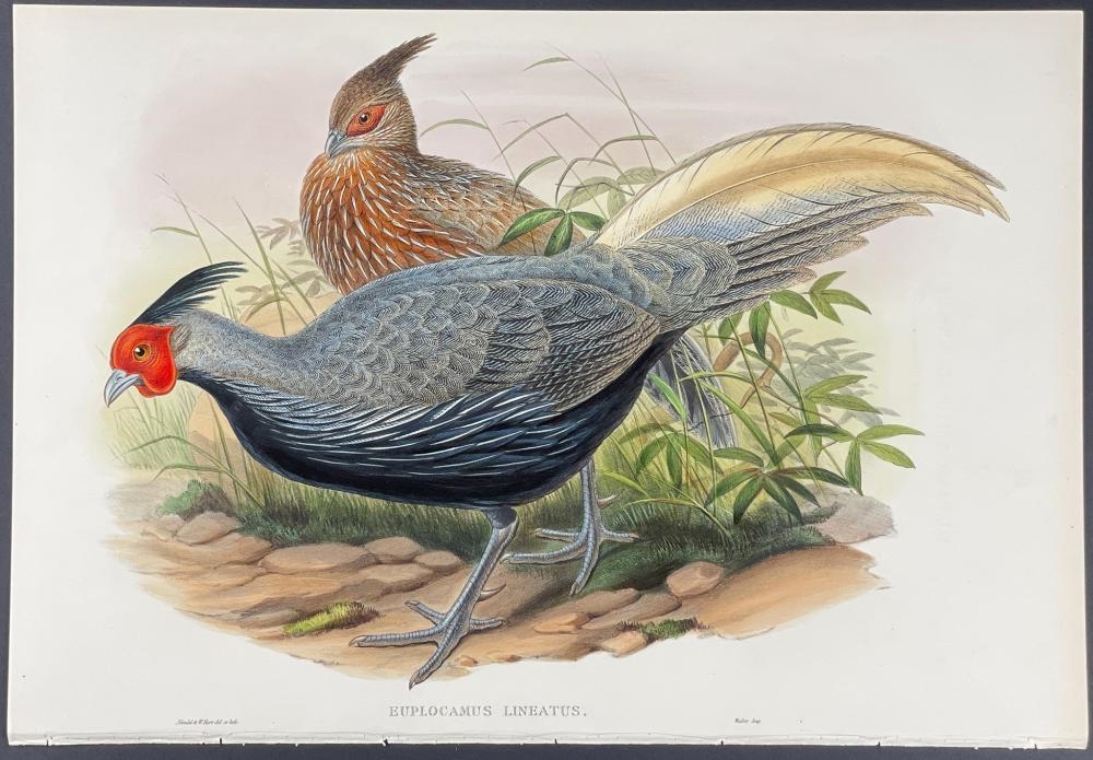 John Gould | Lineated Pheasant (1850 - 1883) | MutualArt