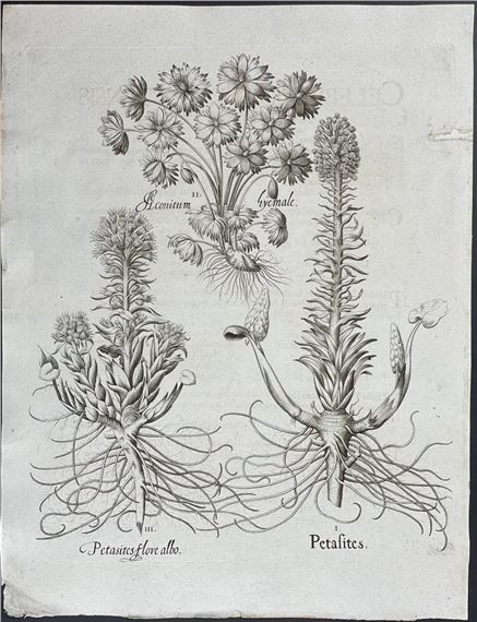 Fuki or Butterbur, Aconite (Petasites, Aconitum by Basilius Besler, 1713