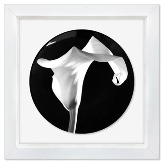 Calla Lily - Robert Mapplethorpe